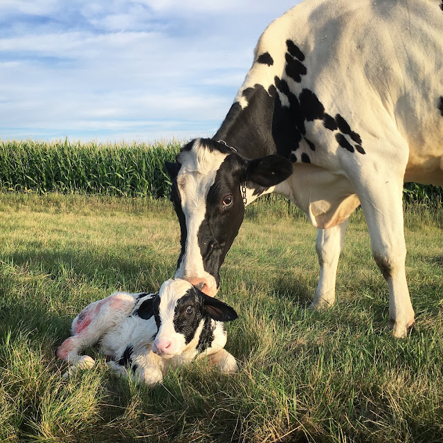 Wink and her bull calf