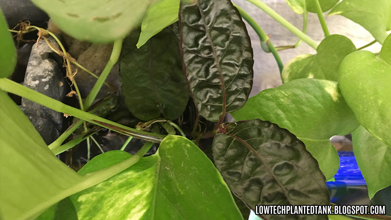 purple waffle plant