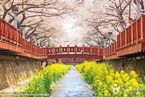 Menikmati Indahnya Bunga Sakura di Jinhae, Korea Selatan ...