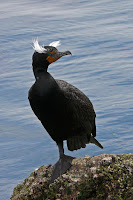 Double-crested Cormorant, breeding male – Morro Bay, CA – Apr. 2007 – © ‘Mike’ Michael L. Baird