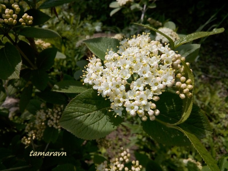 Калина буреинская (Viburnum burejaeticum)