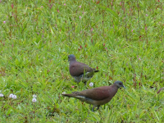 Pigeon de Madagascar - Tourterelle malgache - Nesoenas picturatus