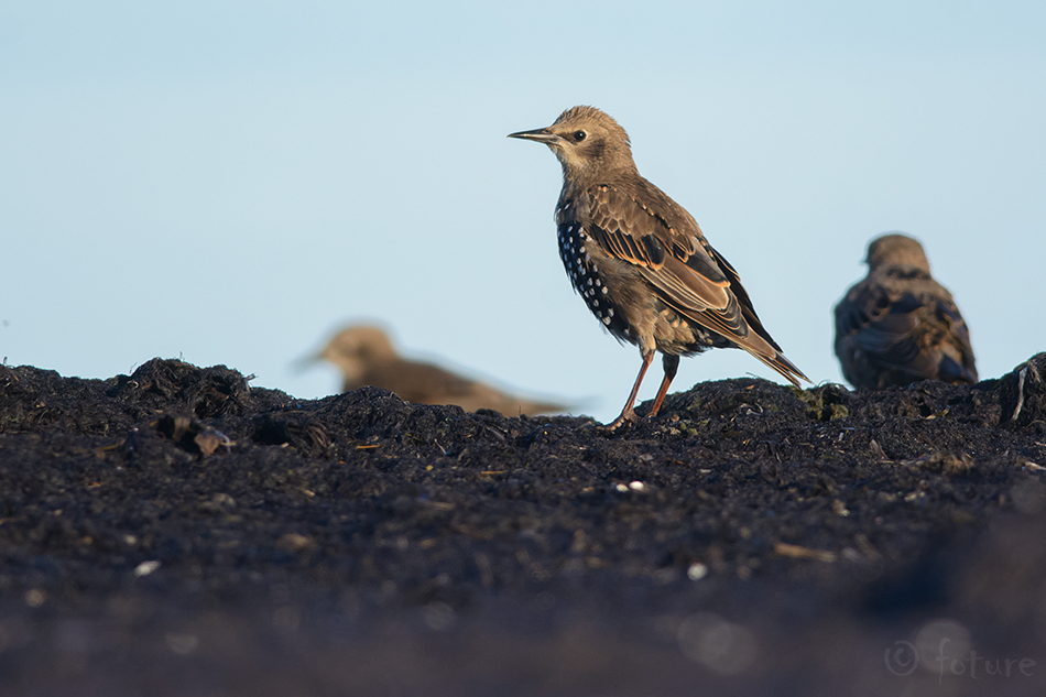 Kuldnokk, Sturnus vulgaris, Common Starling, European