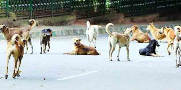 Bike riders injured | തെരുവുനായകള്‍ വിഹരിക്കുന്നു; ആക്രമണത്തില്‍ ബൈക് യാത്രികരായ രണ്ടുപേര്‍ക്ക് പരിക്ക്