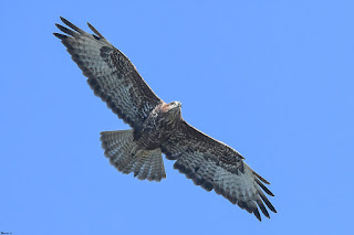 busardo-ratonero-buteo-buteo-en-vuelo-