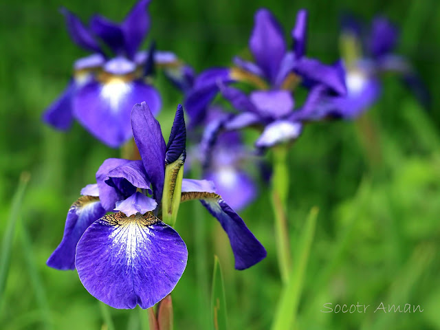 Iris sanguinea