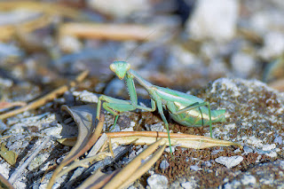mantis mediterranea-iris oratoria-insecto-insecto carnivoro-mantis verde en suelo-