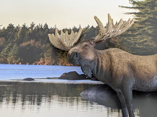 Moose By The River
