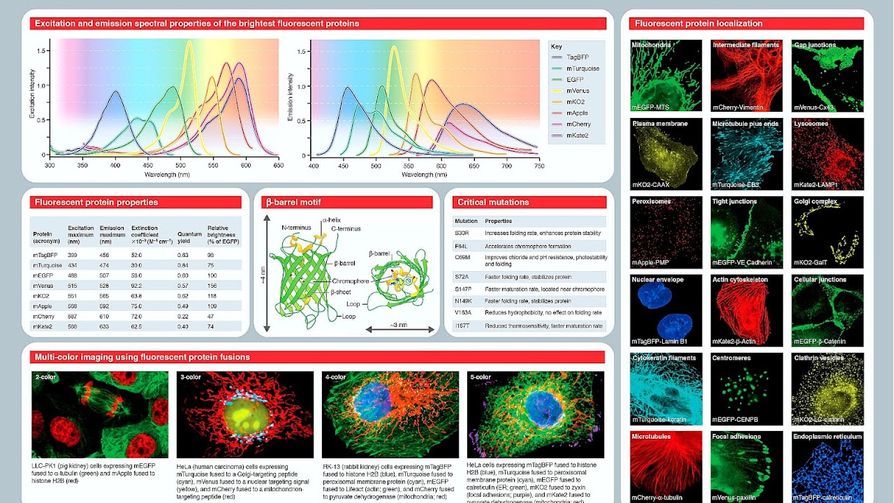 Fluorescent Proteins List