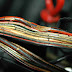 Mercede E320 Wiring Harnes