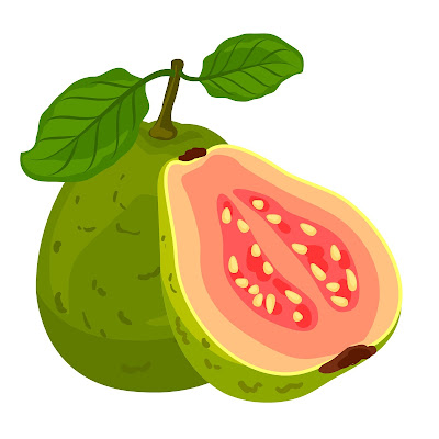 A Pencil Sketch and Free Cartoon Images of Guava