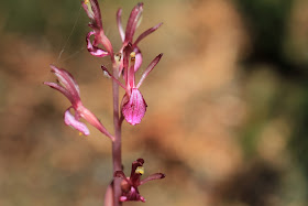 Corallorhizza mertensiana (Western Coralroot)