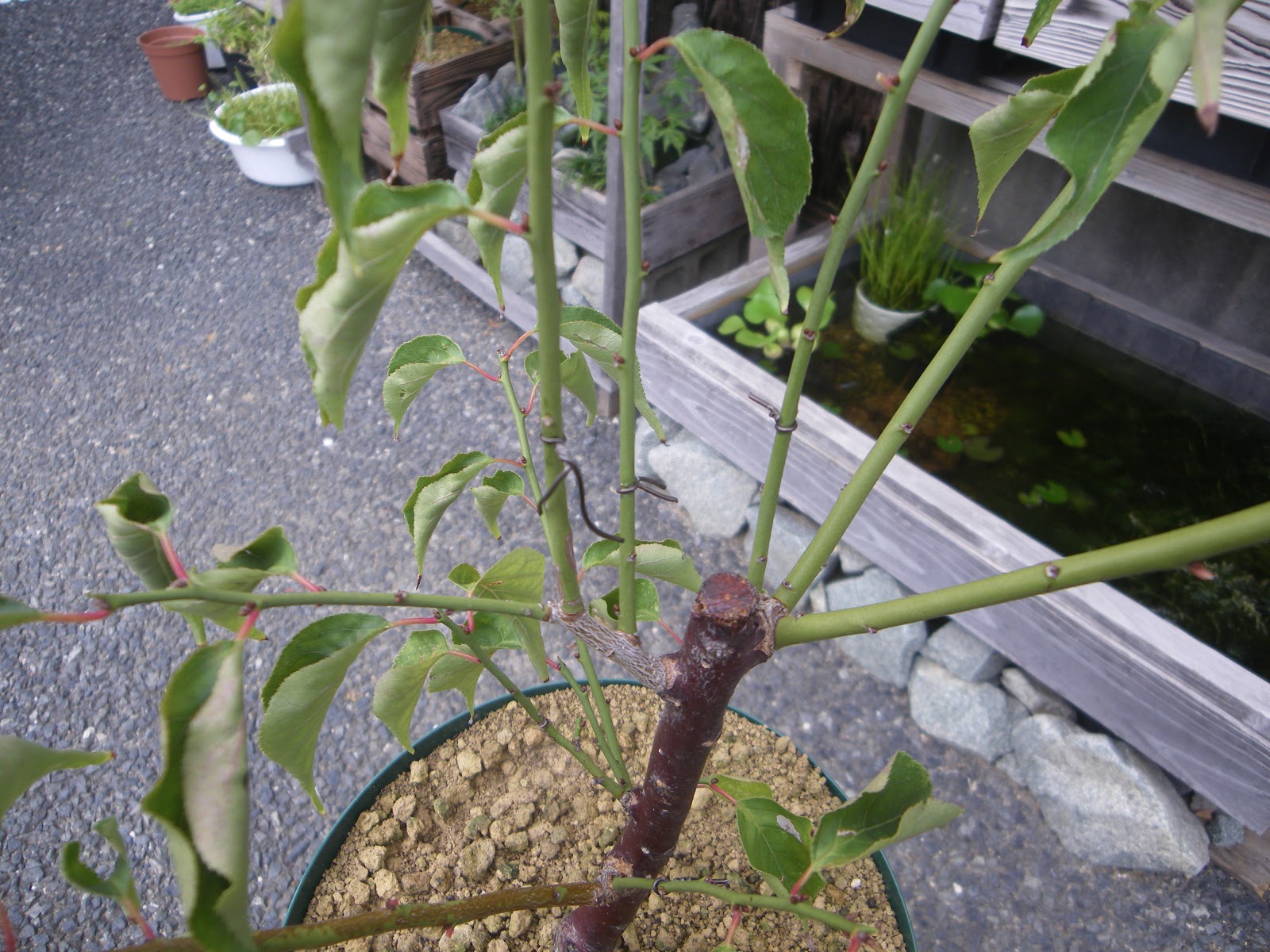梅の育て方 梅の苗木を鉢植えにして花を楽しむ メダカの大工