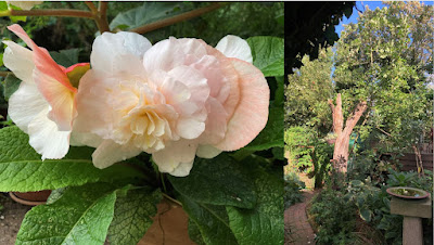 A begonia flower and an apple tree trunk  illuminated by the sun