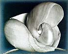 Edward Weston, Shells, 1927