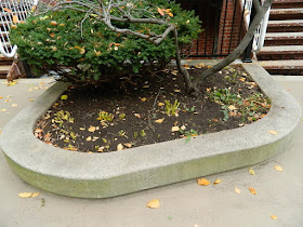 Toronto Garden District Fall Cleanup After by Paul Jung Gardening Services--a Toronto Organic Gardening Company