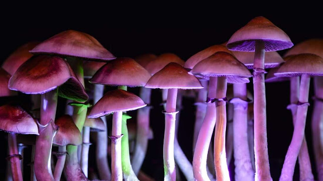 Psychedelics: How They Act On The Brain To Relieve Depression