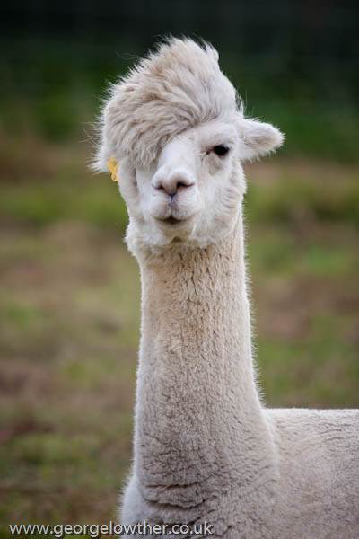 alpaca rambut kpop