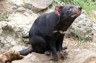 Tasmanian Devil Wallpaper