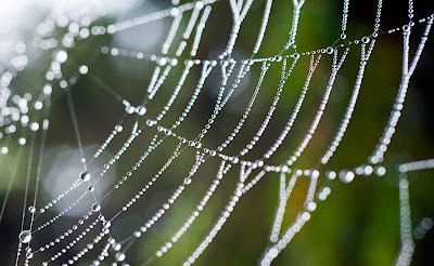 Spiders web,web,macro