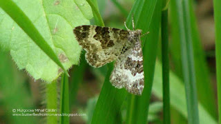 Epirrhoe alternata DSC17056