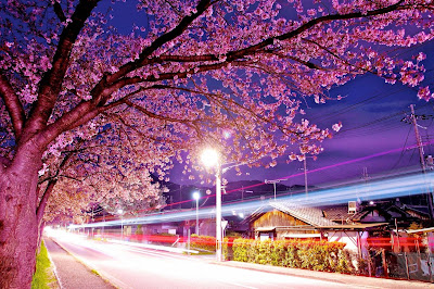 cherry_blossoms_tokyo_city-walls