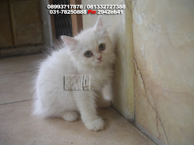 Hamster Dan Kucing Persia Murah Surabaya: 04/01/2013 - 05/01/2013