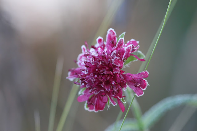 knautia  macedonica pourpre