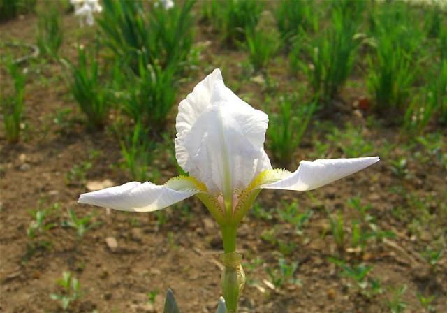 Iris Flowers Pictures