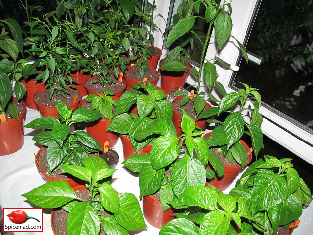 Chilli Plants in the Porch - 1st May 2022