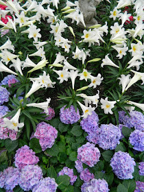 Centennial Park Conservatory 2018 Easter Flower Show blue Florist Hydrangeas and Easter Lilies by garden muses-not another Toronto gardening blog
