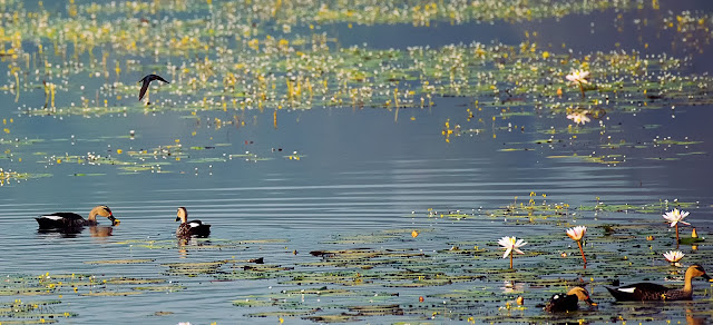 Birds Agumbe Spot-billed ducks with a Barn swallow breeding plumage