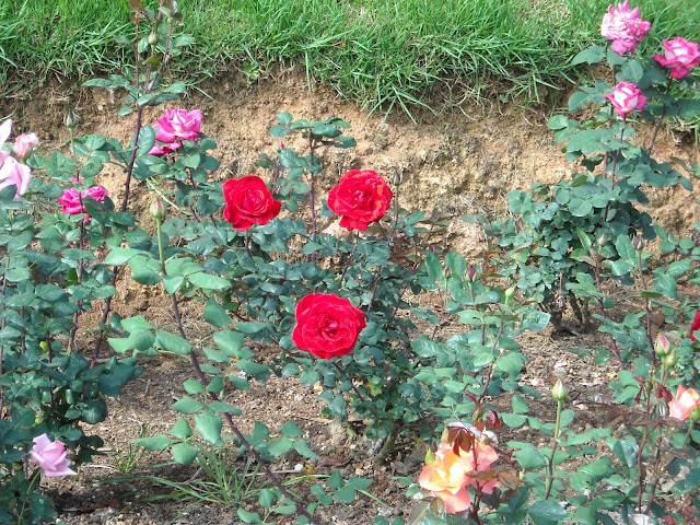 Ooty Rose Garden