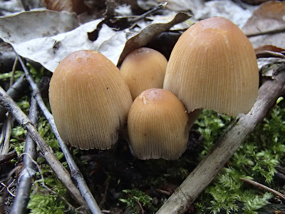 grzyby 2017, grzyby wiosenne, grzyby w kwietniu, workowce, Morchella conica smardz stożkowaty, Verpa bohemica naparstniczka czeska,  Mitrophora semilibera mitrówka półwolna, Verpa conica naparstniczka stożkowata, Gyromitra esculenta piestrzenica kasztanowata, 