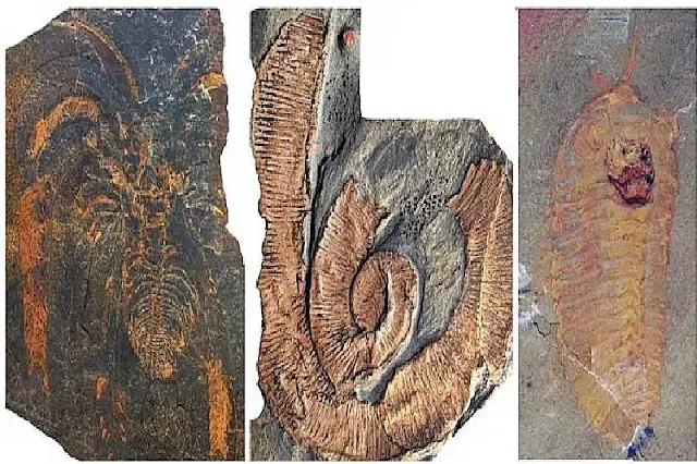 Fósiles de Fezouata. De izquierda a derecha: un artrópodo no mineralizado, un gusano y un trilobite.