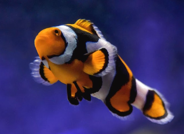 Picasso Percula Clownfish