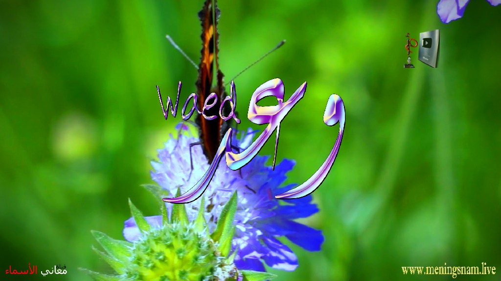 معنى اسم وعد, وصفات, حاملة, هذا الاسم, Waed,