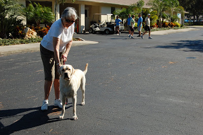 Picture of (a dog) who is yellow with some tan markings. He is standing beside a volunteer dog walker - I think he looks like Toby!