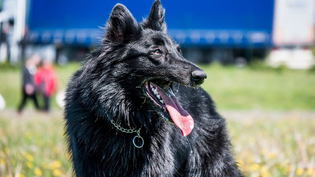 Belgian Sheepdogs