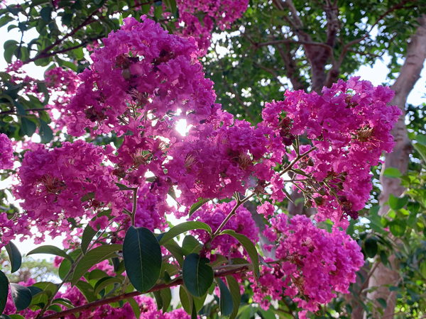 苗栗苑裡紫薇花園滿園小花紫薇盛開，樹形矮小輕鬆拍浪漫美照