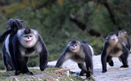 black snub nosed monkey