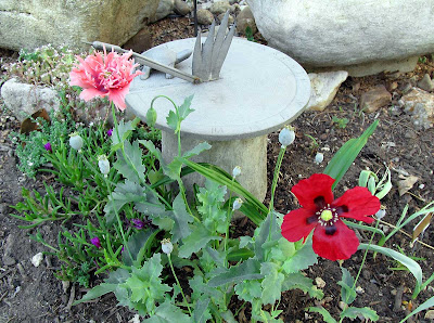 Annieinaustin,maroon & pink poppies