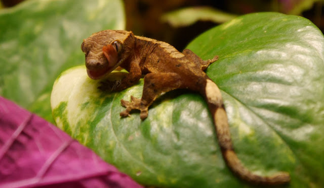 The Crested Gecko: A Lovable and Quirky Pet