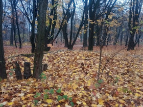 Киев, парк, осенняя листва