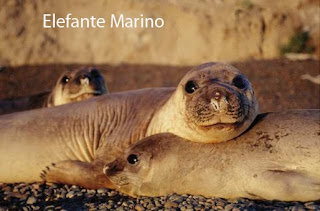 foto de elefante marino en Punta Ninfas Península Valdés