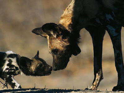 Adult African Wild Dog Greets Pup