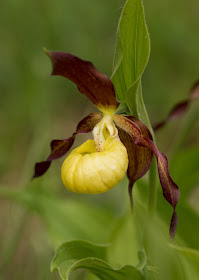 Lady's Slipper Orchid - Gait Barrows, Cumbria