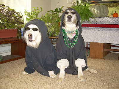 Gangsta Dog Seen On www.coolpicturegallery.us