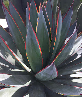 Blue Glow Agave Vivero Growers Nursery