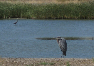 Two great blue herons, San Francisco Bay, Mountain View, California